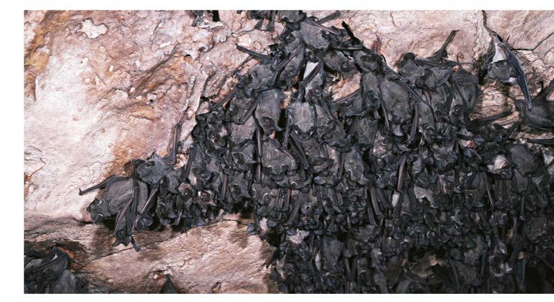 Cave with black bats