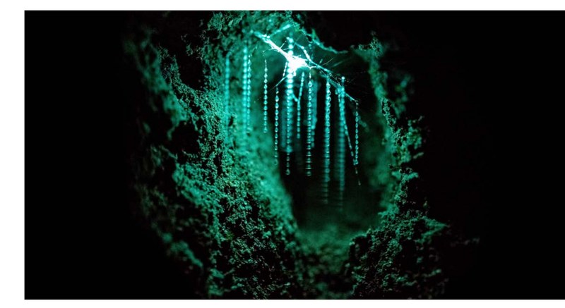 Cave with bright worms