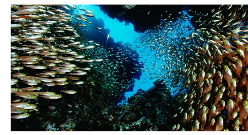 Cave with shiny fish
